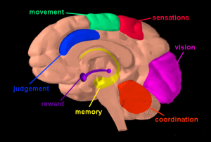 A diagram showing the various parts of brain affect by drug usage.  Source: NIDA (National Institute for Drug Addiction)