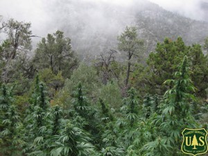 Marijuana Industry Aims for West Coast of Weed
