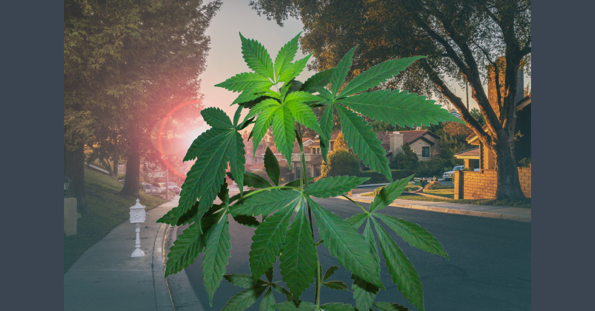 illegal-marijuana-grows